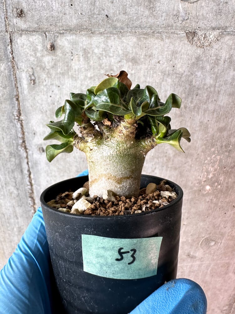 【現品限り】アデニウム・DHA 葉巻【A53】 Adenium DHA