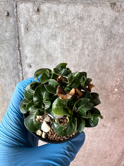 【現品限り】アデニウム・DHA 葉巻【A53】 Adenium DHA