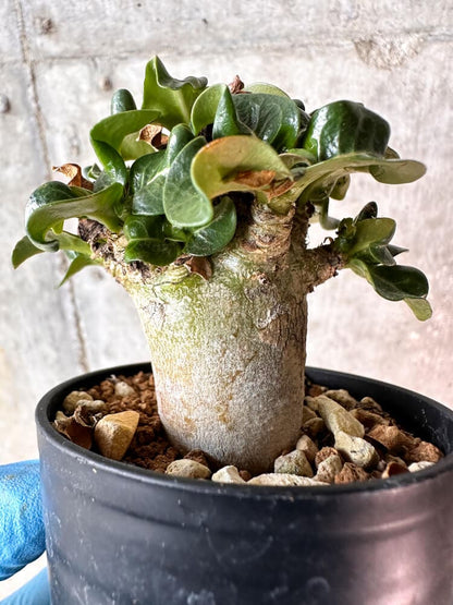 【現品限り】アデニウム・DHA 葉巻【A53】 Adenium DHA