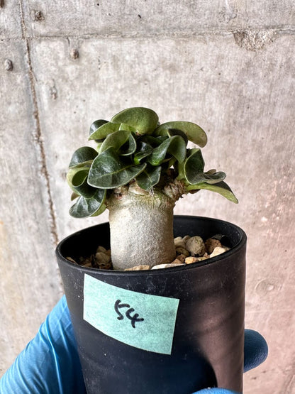 【現品限り】アデニウム・DHA 葉巻【A54】 Adenium DHA