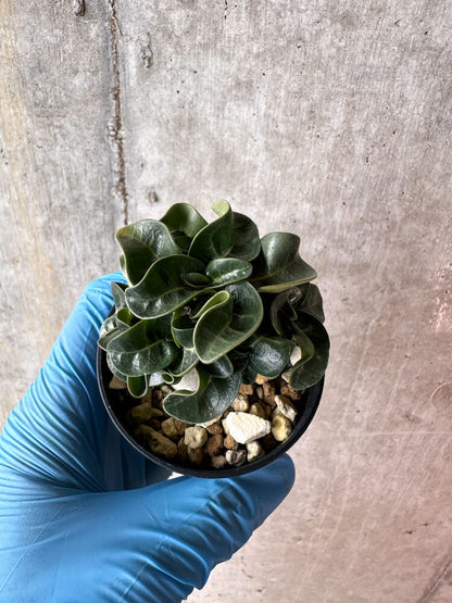 【現品限り】アデニウム・DHA 葉巻【A54】 Adenium DHA