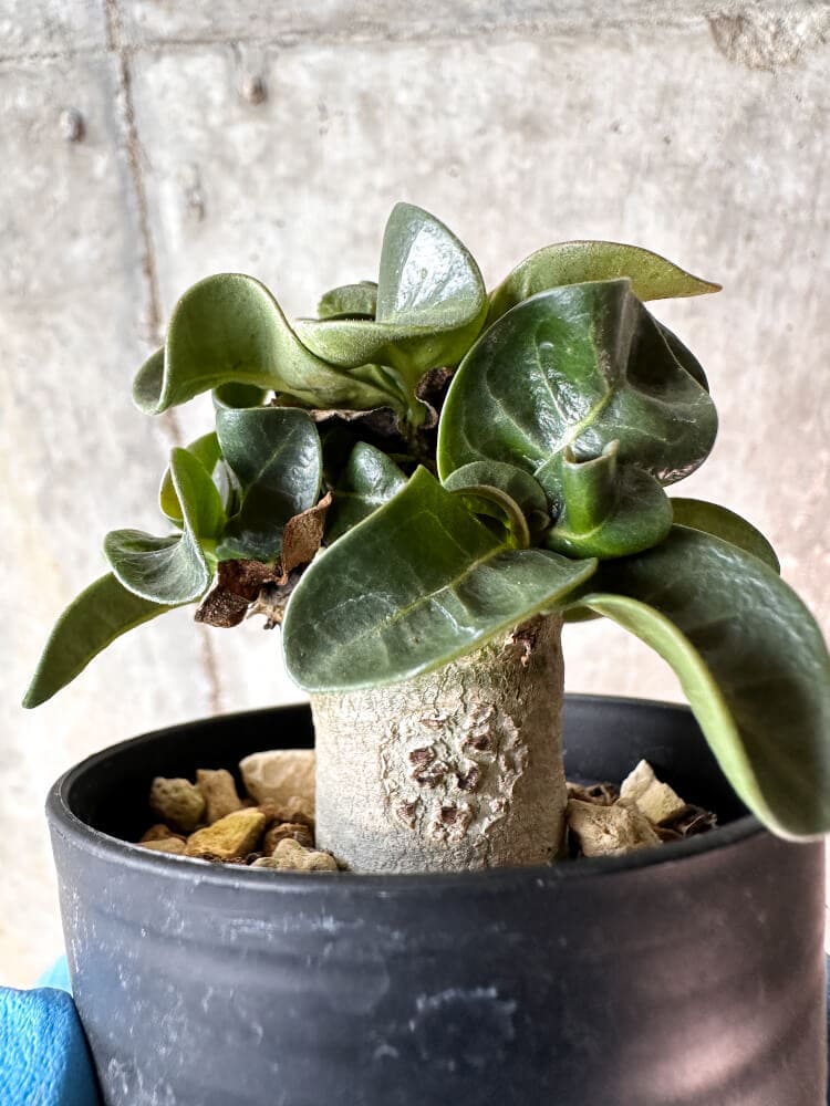 【現品限り】アデニウム・DHA 葉巻【A54】 Adenium DHA