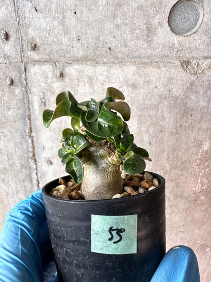 【現品限り】アデニウム・DHA 葉巻【A55】 Adenium DHA
