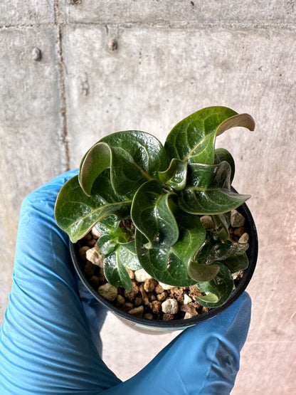 【現品限り】アデニウム・DHA 葉巻【A55】 Adenium DHA