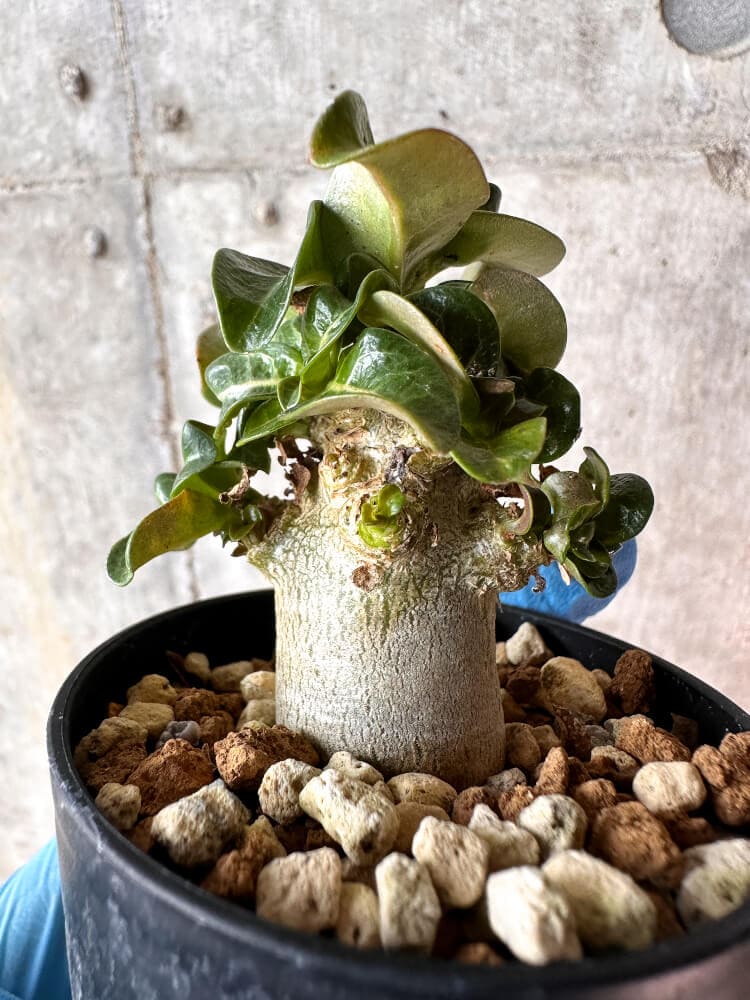 【現品限り】アデニウム・DHA 葉巻【A55】 Adenium DHA