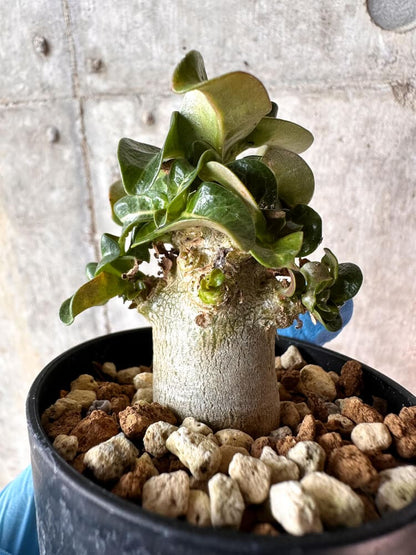 【現品限り】アデニウム・DHA 葉巻【A55】 Adenium DHA