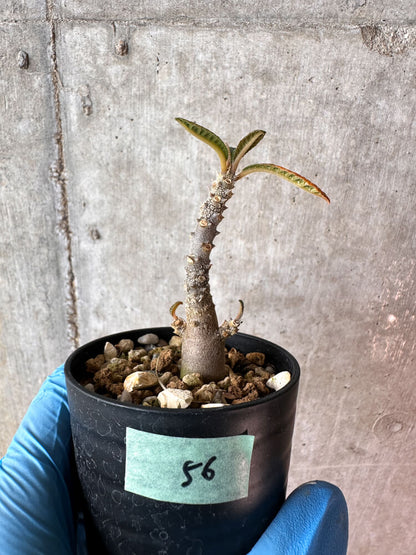 【現品限り】ドルステニア・ギガス 実生【A56】 Dorstenia gigas