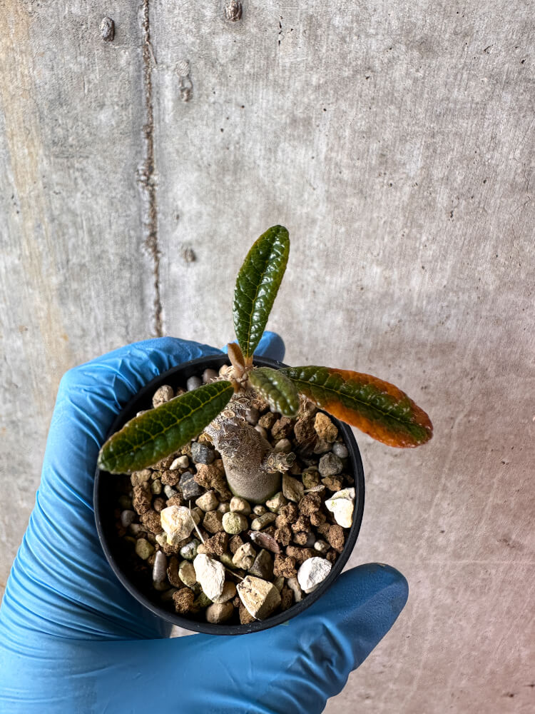 現品限り】ドルステニア・ギガス 実生【A56】 Dorstenia gigas 塊根