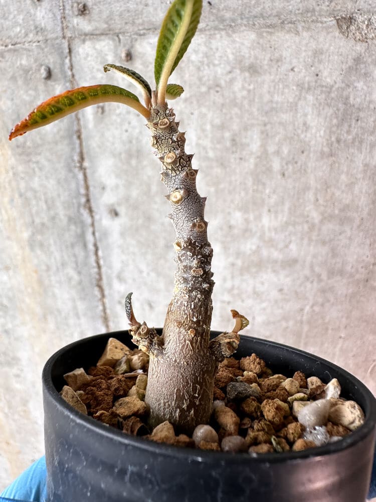 現品限り】ドルステニア・ギガス 実生【A56】 Dorstenia gigas 塊根