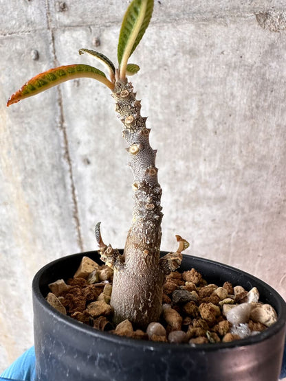 【現品限り】ドルステニア・ギガス 実生【A56】 Dorstenia gigas