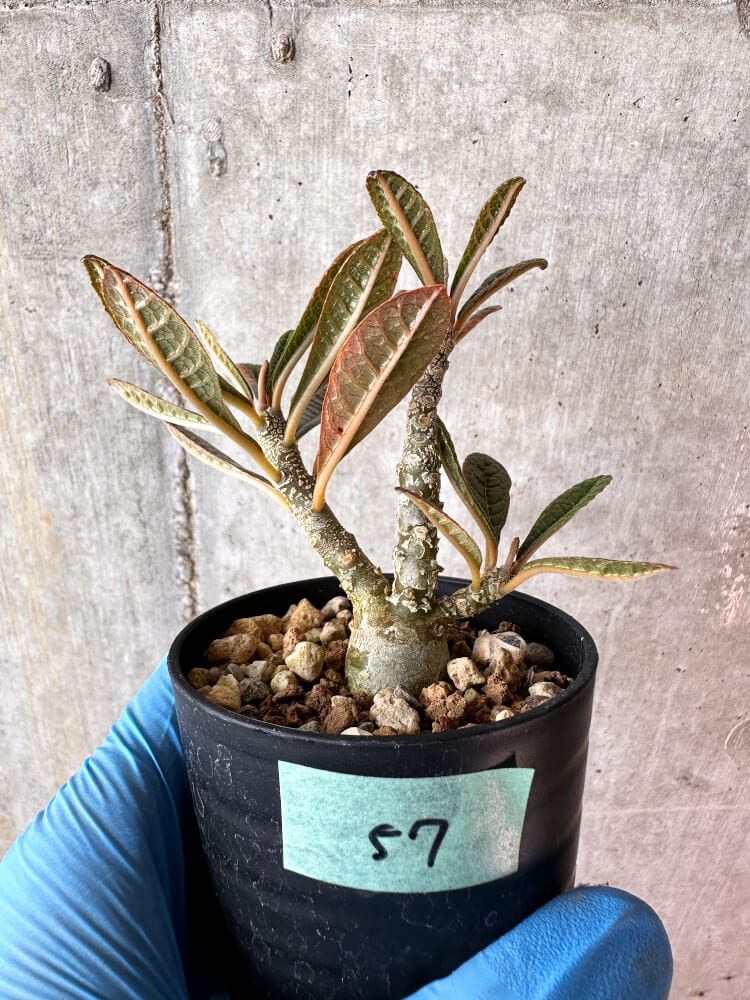 【現品限り】ドルステニア・ギガス 実生【A57】 Dorstenia gigas