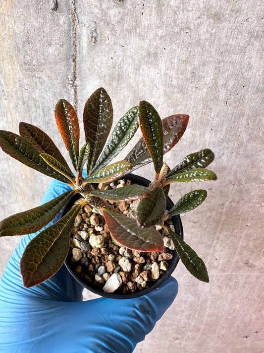 【現品限り】ドルステニア・ギガス 実生【A57】 Dorstenia gigas