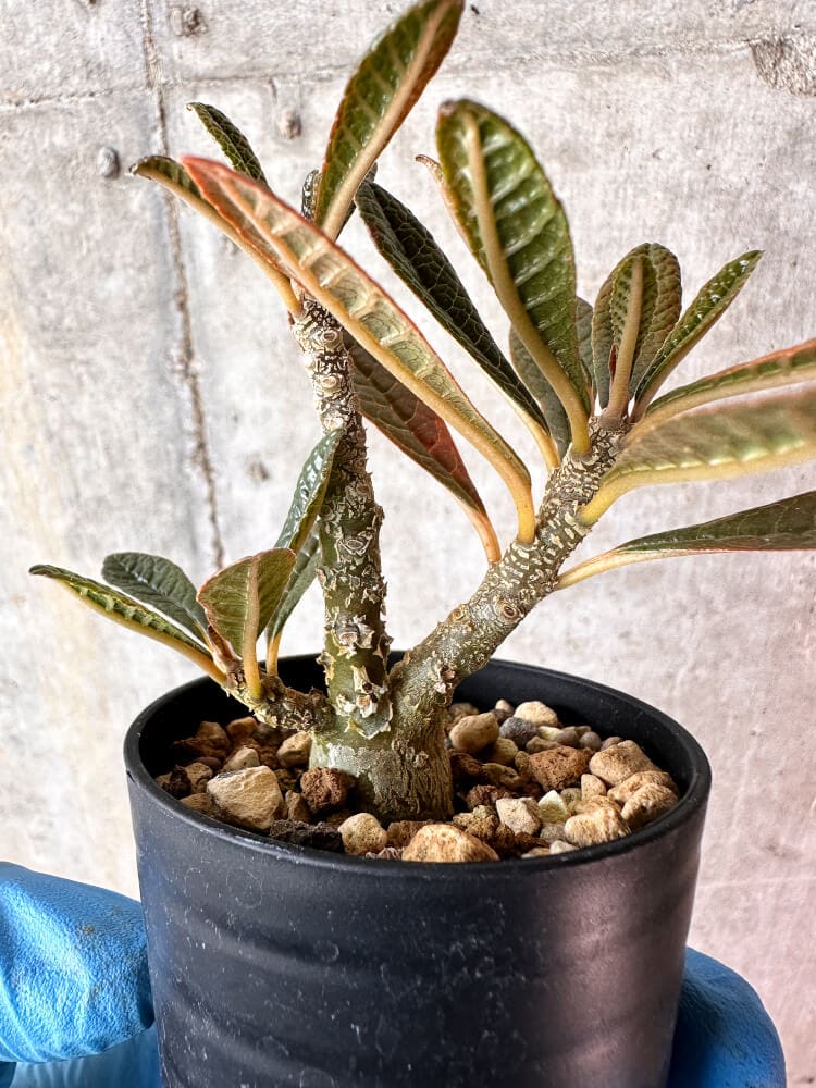 【現品限り】ドルステニア・ギガス 実生【A57】 Dorstenia gigas
