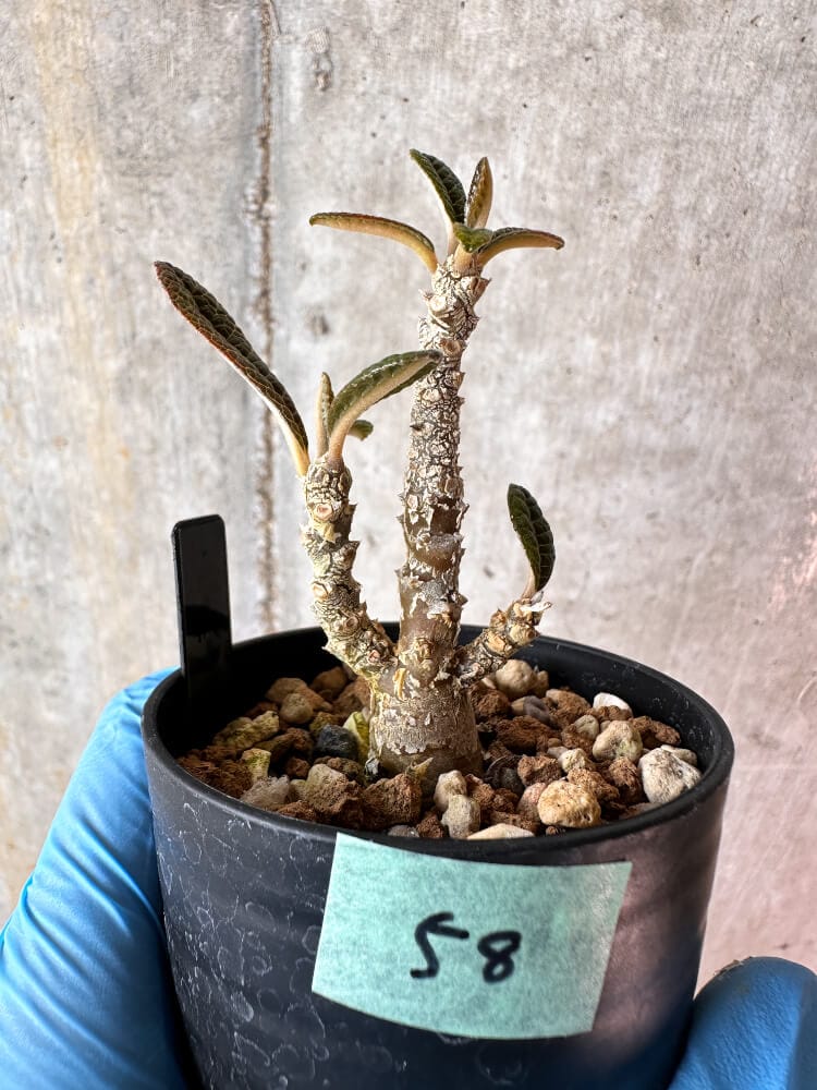 【現品限り】ドルステニア・ギガス 実生【A58】 Dorstenia gigas