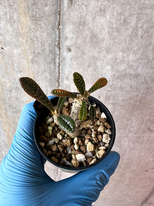 【現品限り】ドルステニア・ギガス 実生【A58】 Dorstenia gigas