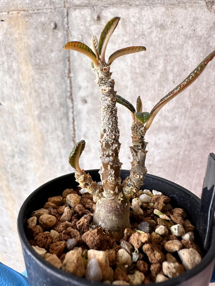【現品限り】ドルステニア・ギガス 実生【A58】 Dorstenia gigas