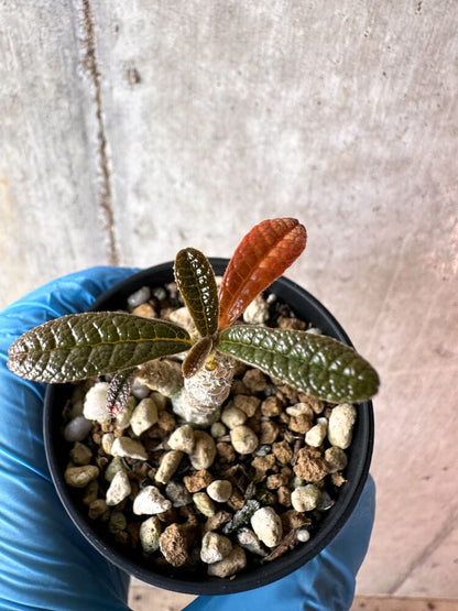 【現品限り】ドルステニア・ギガス 実生【A59】 Dorstenia gigas