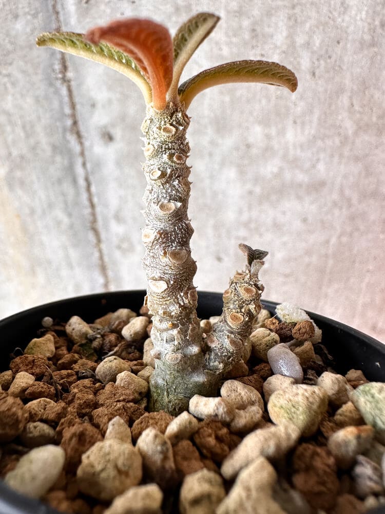 【現品限り】ドルステニア・ギガス 実生【A59】 Dorstenia gigas