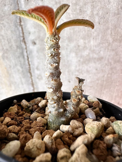 【現品限り】ドルステニア・ギガス 実生【A59】 Dorstenia gigas