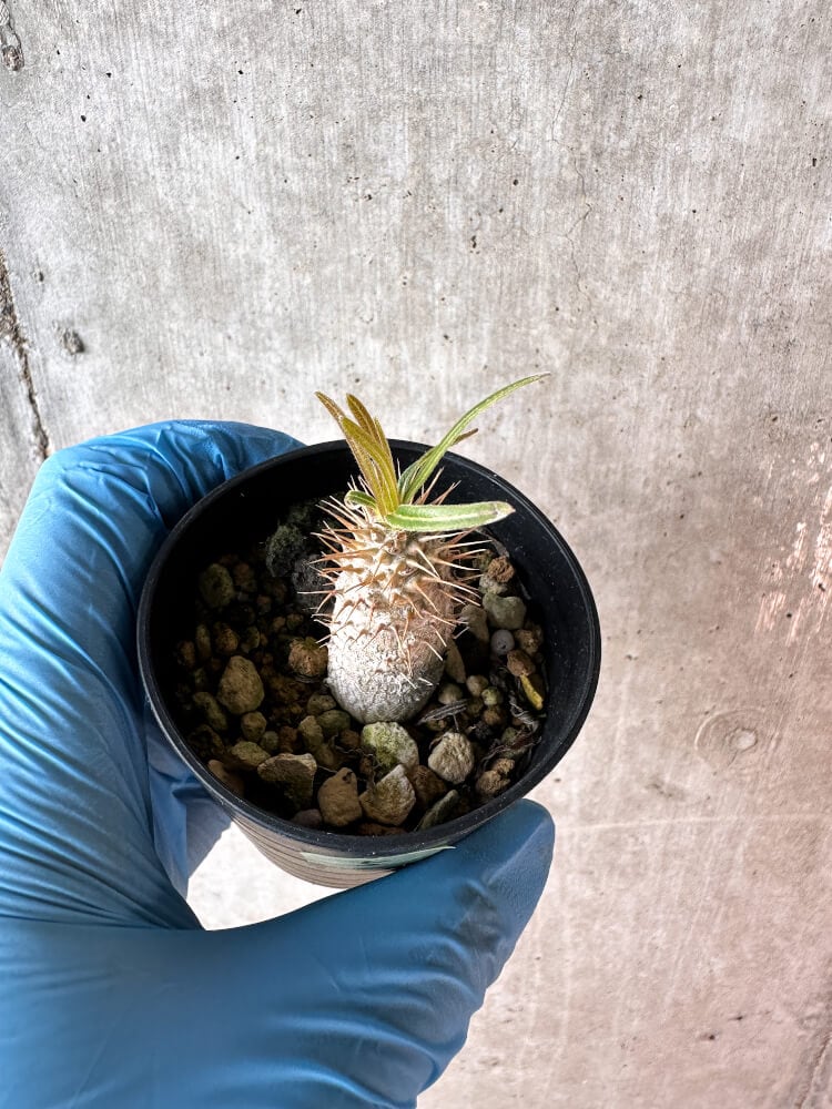 【現品限り】パキポディウム・グラキリス【A5】 Pachypodium gracilius