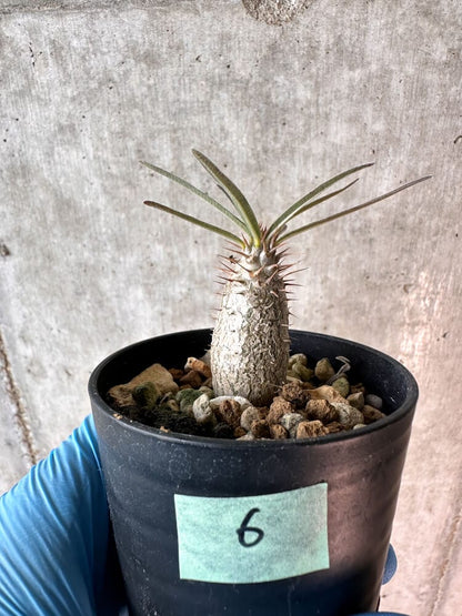 【現品限り】パキポディウム・グラキリス【A6】 Pachypodium gracilius