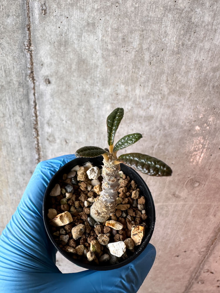 現品限り】ドルステニア・ギガス 実生【A60】 Dorstenia gigas 塊根