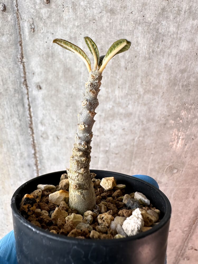 現品限り】ドルステニア・ギガス 実生【A60】 Dorstenia gigas 塊根