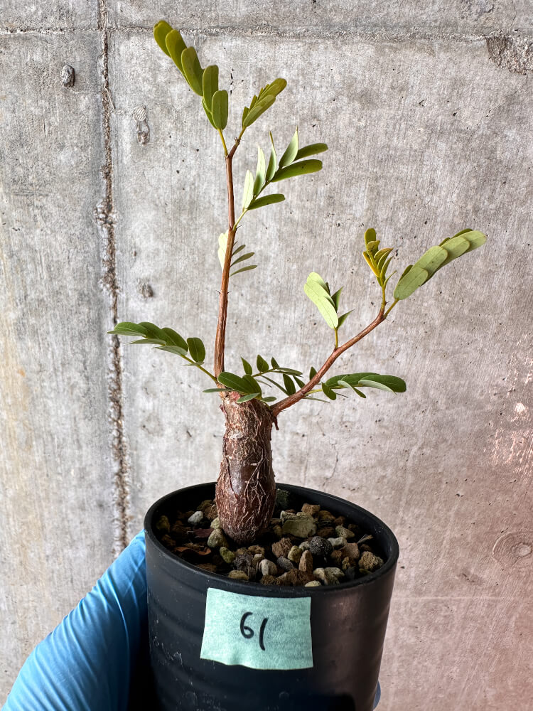 【現品限り】センナ・メリディオナリス 実生【A61】 Senna meridionalis