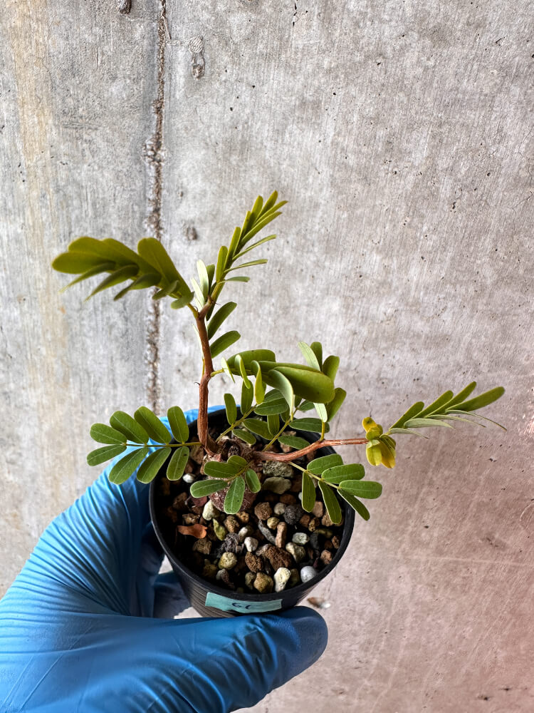 【現品限り】センナ・メリディオナリス 実生【A61】 Senna meridionalis