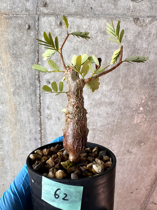 【現品限り】センナ・メリディオナリス 実生【A62】 Senna meridionalis