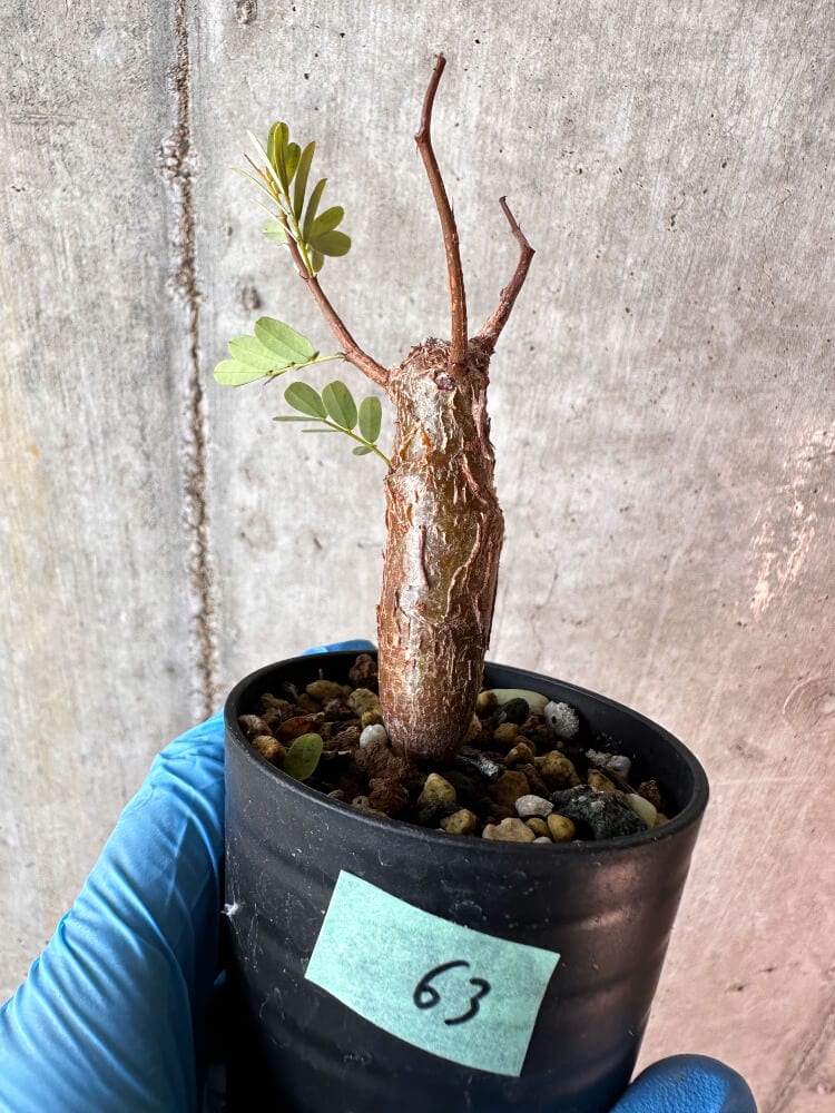 【現品限り】センナ・メリディオナリス 実生【A63】 Senna meridionalis