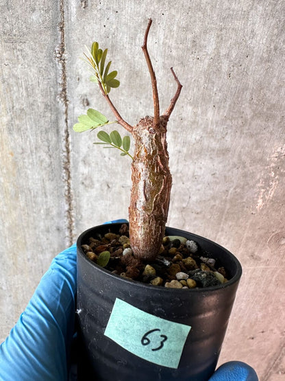 【現品限り】センナ・メリディオナリス 実生【A63】 Senna meridionalis