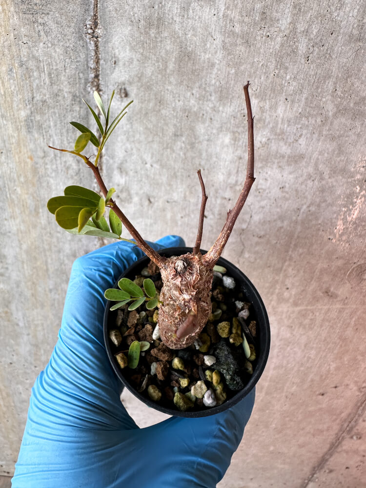 【現品限り】センナ・メリディオナリス 実生【A63】 Senna meridionalis