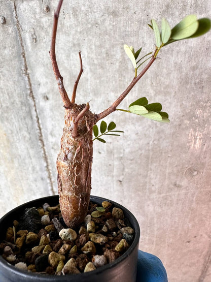 【現品限り】センナ・メリディオナリス 実生【A63】 Senna meridionalis