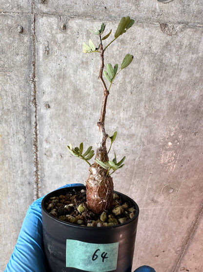 【現品限り】センナ・メリディオナリス 実生【A64】 Senna meridionalis