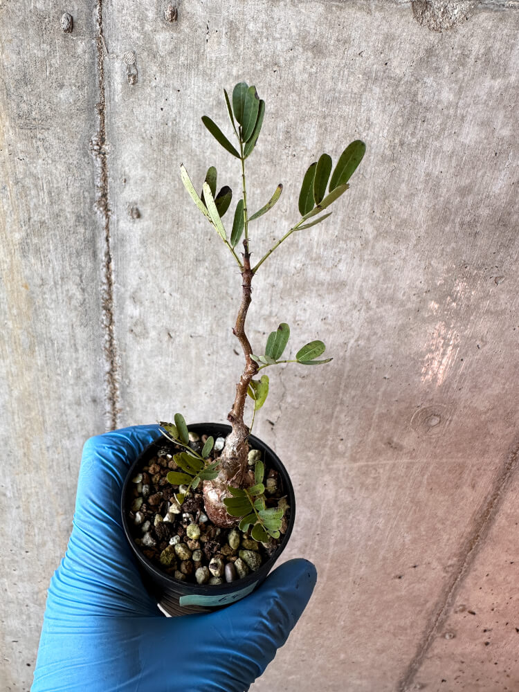 【現品限り】センナ・メリディオナリス 実生【A64】 Senna meridionalis