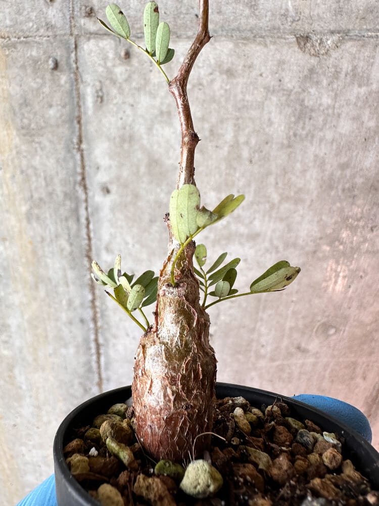 【現品限り】センナ・メリディオナリス 実生【A64】 Senna meridionalis