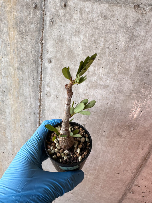 【現品限り】センナ・メリディオナリス 実生【A66】 Senna meridionalis