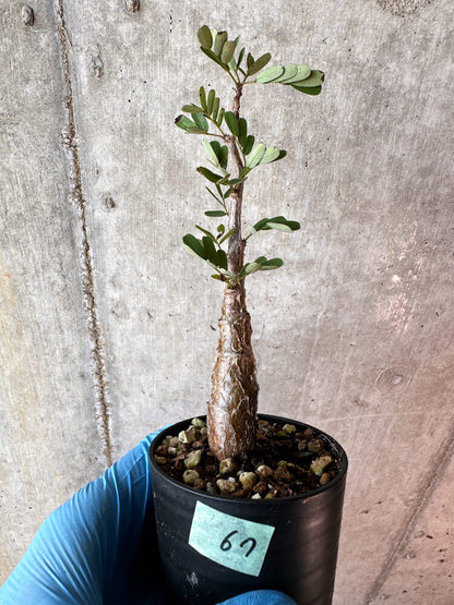 【現品限り】センナ・メリディオナリス 実生【A67】 Senna meridionalis