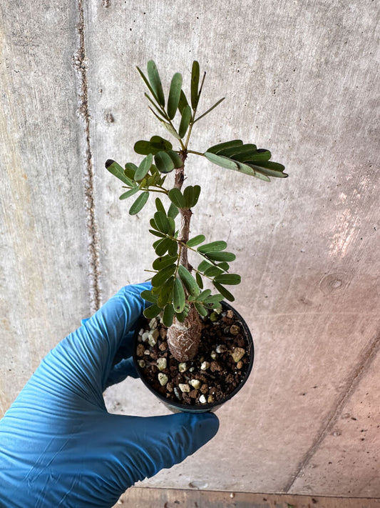 【現品限り】センナ・メリディオナリス 実生【A67】 Senna meridionalis