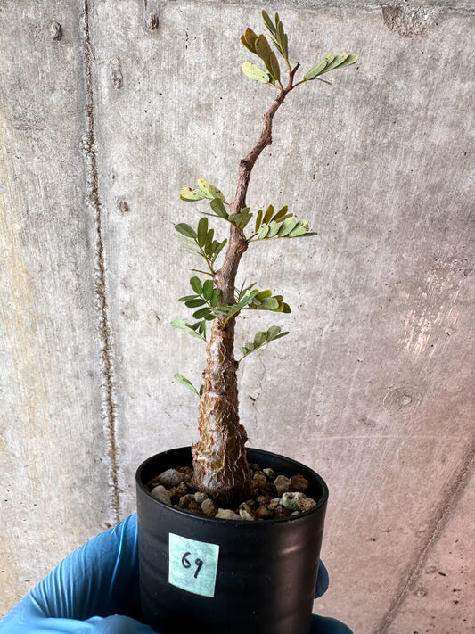 【現品限り】センナ・メリディオナリス 実生【A69】 Senna meridionalis