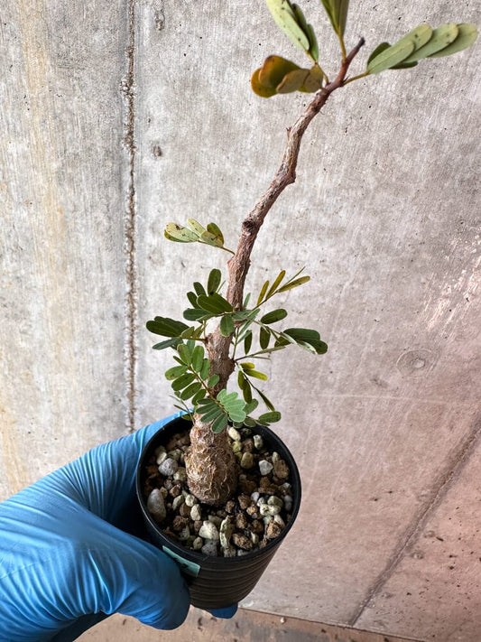 【現品限り】センナ・メリディオナリス 実生【A69】 Senna meridionalis