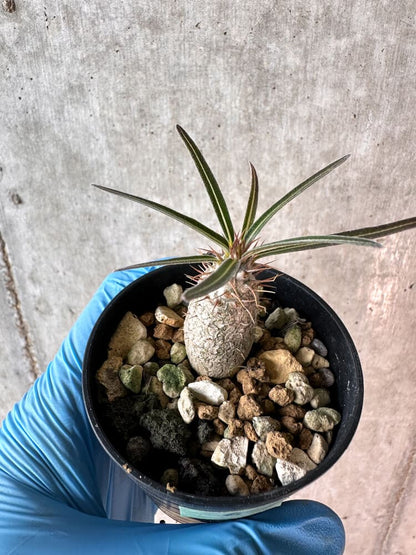 【現品限り】パキポディウム・グラキリス【A6】 Pachypodium gracilius