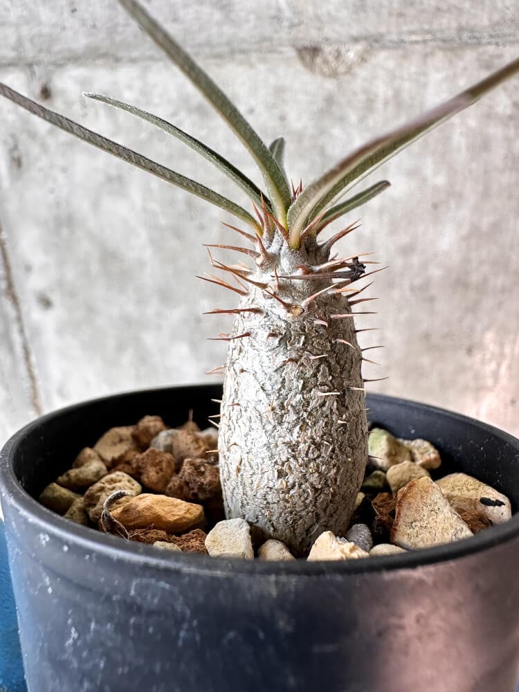 【現品限り】パキポディウム・グラキリス【A6】 Pachypodium gracilius