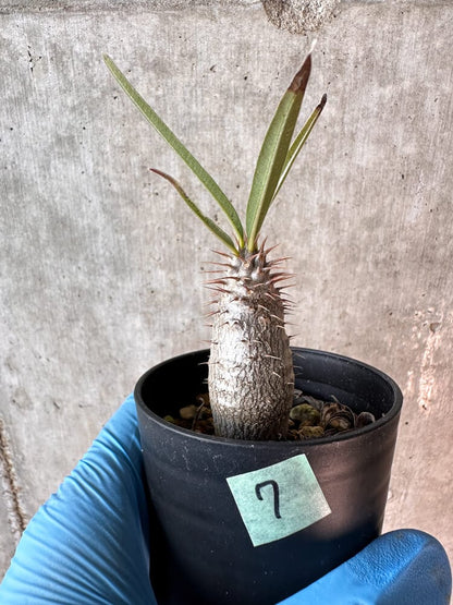【現品限り】パキポディウム・グラキリス【A7】 Pachypodium gracilius