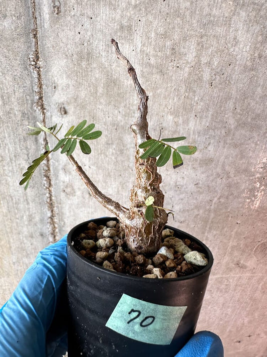 【現品限り】センナ・メリディオナリス 実生【A70】 Senna meridionalis