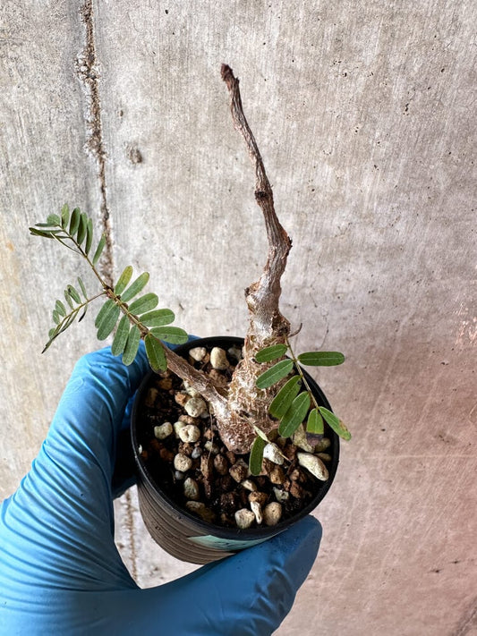 【現品限り】センナ・メリディオナリス 実生【A70】 Senna meridionalis