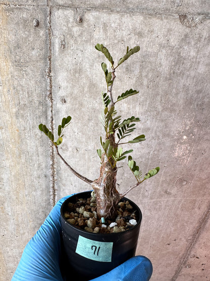 【現品限り】センナ・メリディオナリス 実生【A71】 Senna meridionalis