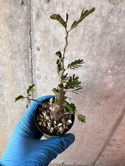 【現品限り】センナ・メリディオナリス 実生【A71】 Senna meridionalis