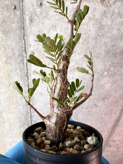 【現品限り】センナ・メリディオナリス 実生【A71】 Senna meridionalis